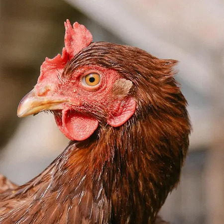 D'hotes De Larouquette Bed & Breakfast Monflanquin