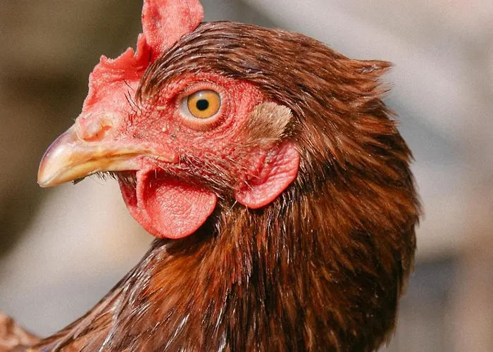 D'hotes De Larouquette Bed & Breakfast Monflanquin